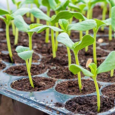 Hydrofarm Jump Start 107 Watt 48" x 20" Hydroponic UL Listed Seedling Heat Mat - VMInnovations