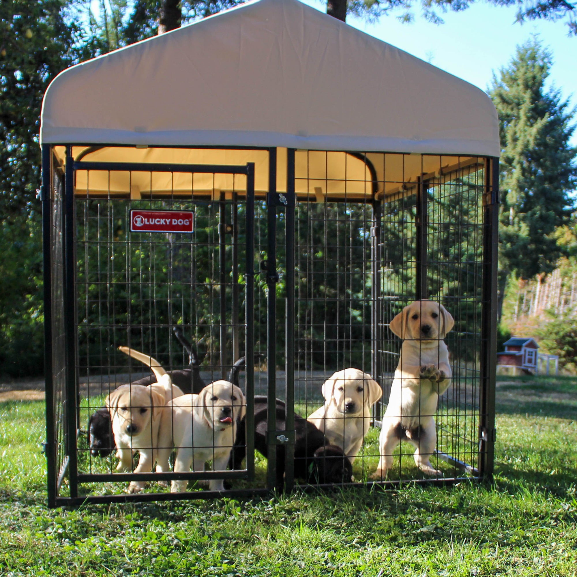 STAY Series Studio Jr. 4x4x4.3 Ft Roofed Steel Frame Dog Kennel (Used) - VMInnovations