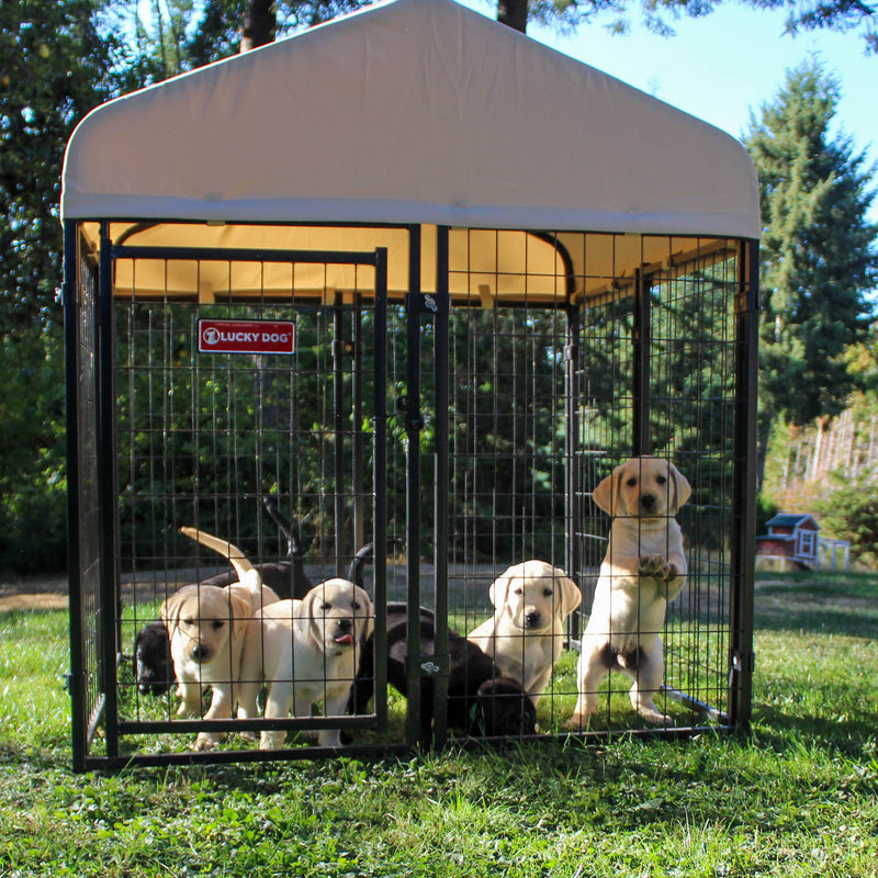 STAY Series Studio Jr. 4x4x4.3 Ft Roofed Steel Frame Dog Kennel (Used)