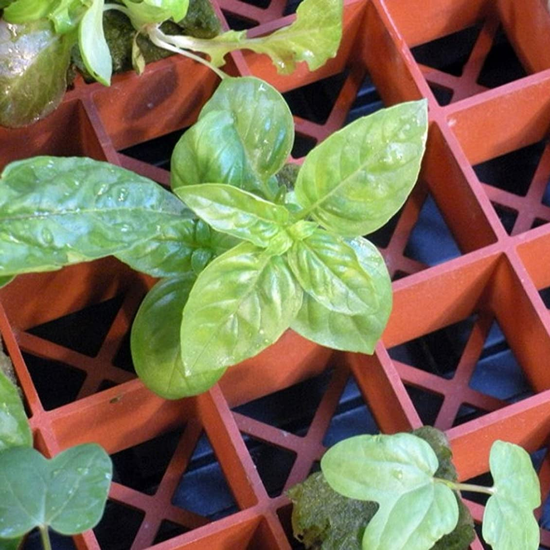 Hydrofarm RW205002 Grodon Double-Sided Terracotta Gro-Smart Tray with 78 Cells - VMInnovations