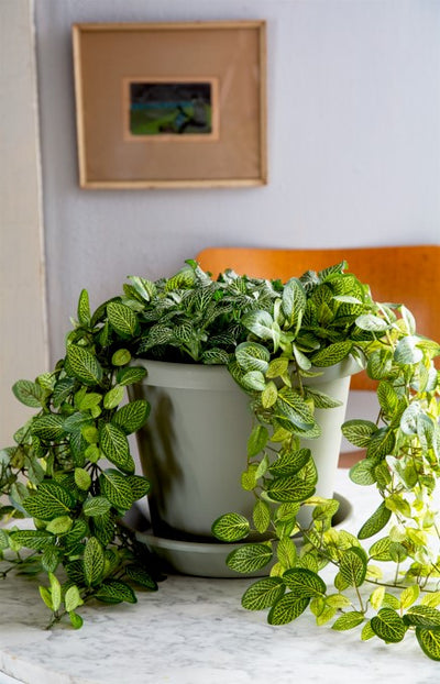The HC Companies Planter Saucer Tray for 24 Inch Classic Pot Container, Green