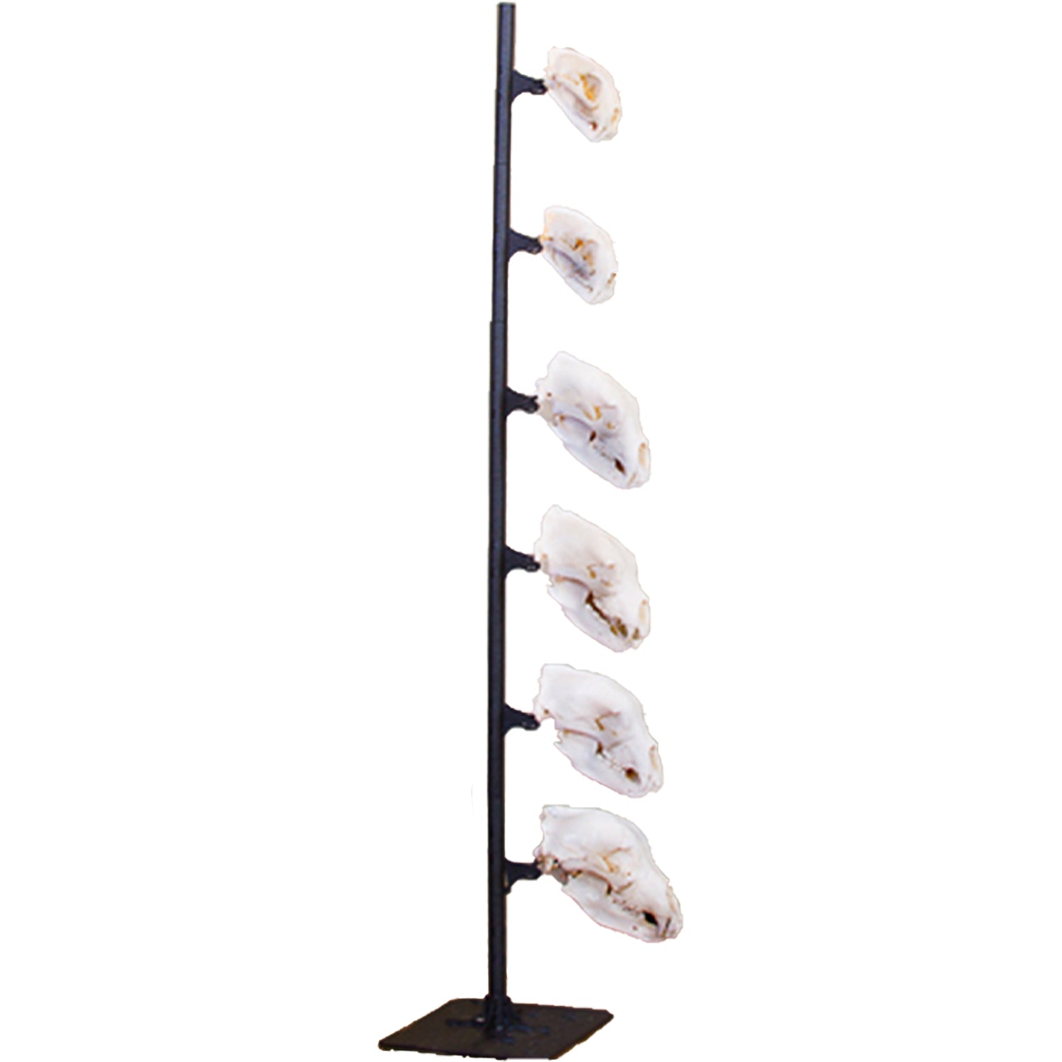 Skull Hooker Freestanding Deer Turkey Alligator Head Display Trophy Tree, Black - VMInnovations