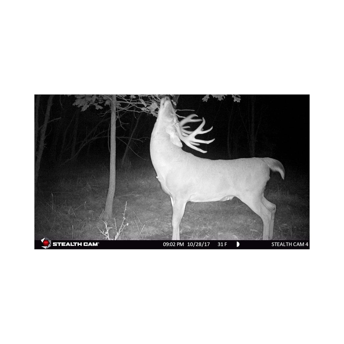 Stealth Cam G26NG Pro 12MP Camera w/SD Card (Certified Refurbished) (4 Pack)