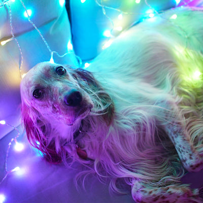 Twinkly Curtain App-Controlled Smart LED Lights 210 RGB+W (Open Box) - VMInnovations