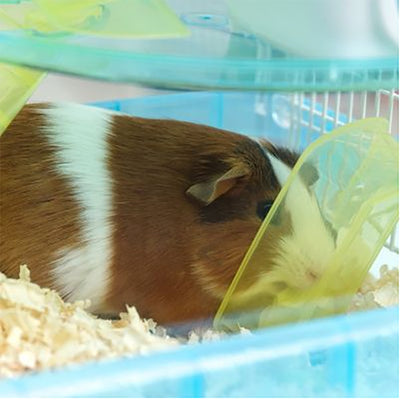IRIS USA 2-Level See-Through Plastic Hamster Cage with Wheel, Blue (Open Box)