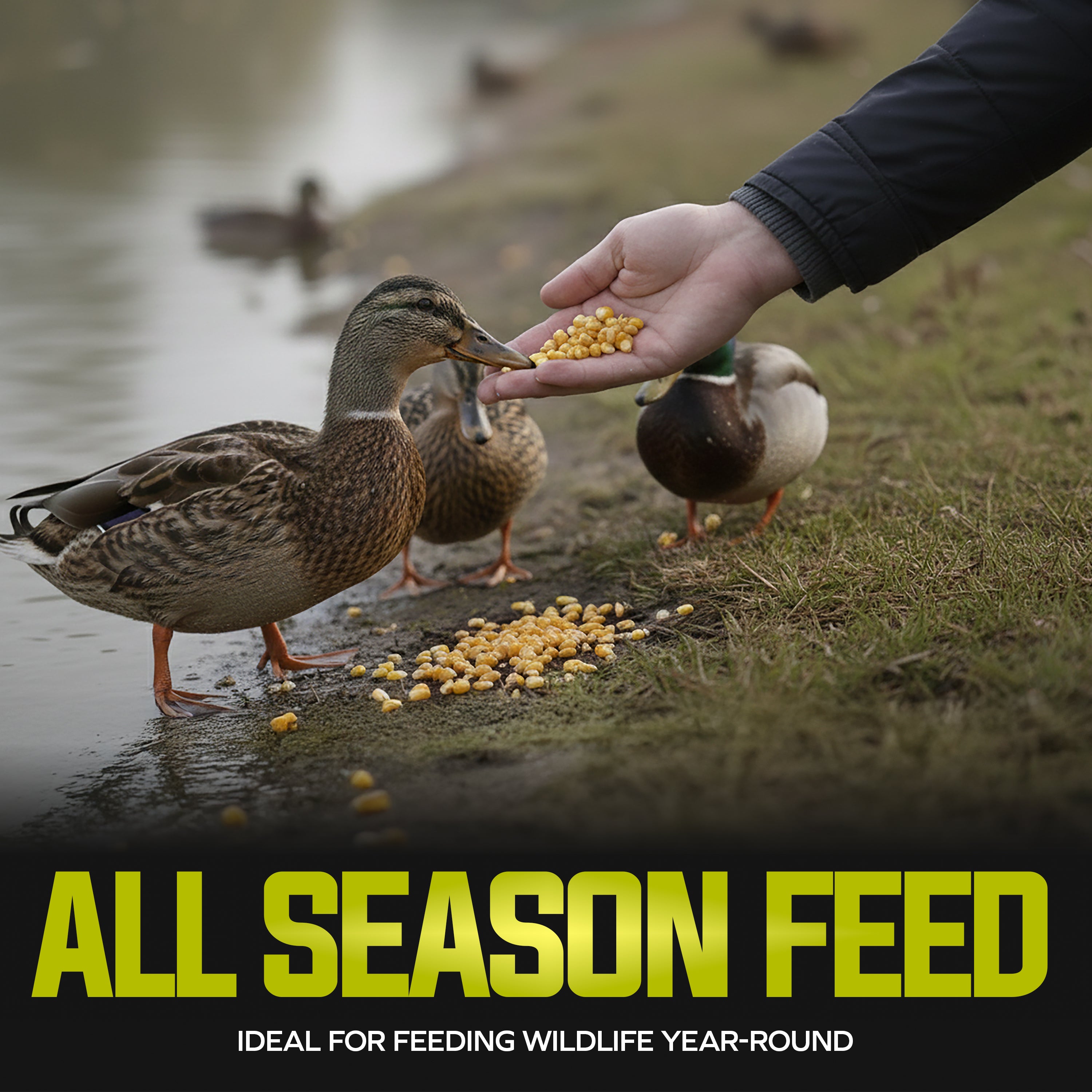 Sun Joe Whole Corn, All Season Feed for Wildlife and Outdoor Feeding, 50 lb Bag - VMInnovations