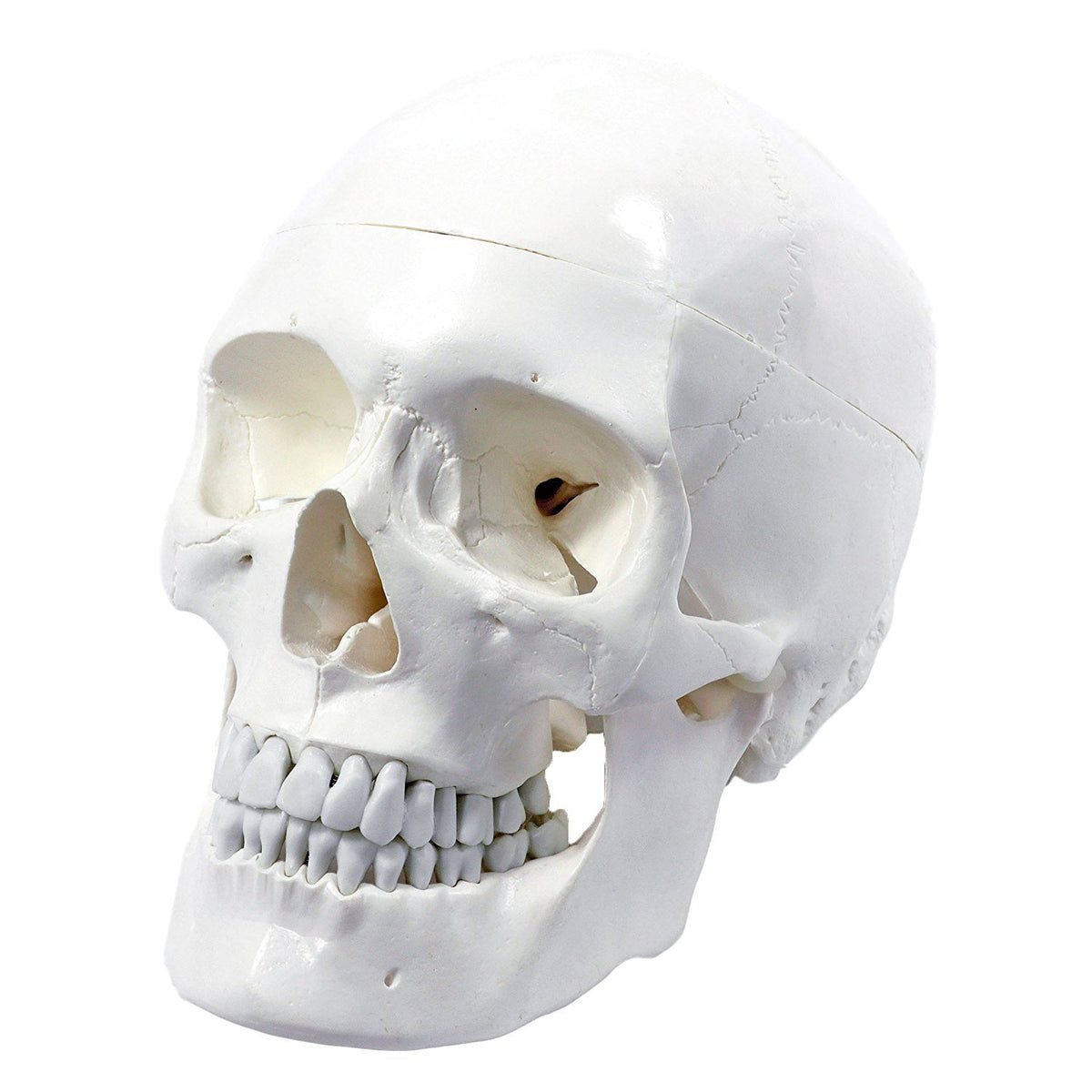 Wellden Medical Educational 3 Part Life Size Anatomical Human Skull PVC Model - VMInnovations
