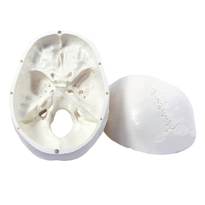 Wellden Medical Educational 3 Part Life Size Anatomical Human Skull PVC Model - VMInnovations