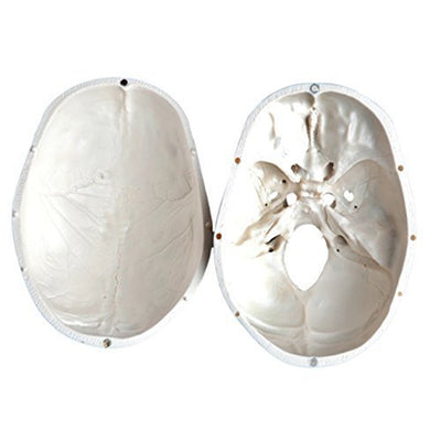 Wellden Medical Educational 3 Part Life Size Anatomical Human Skull PVC Model - VMInnovations