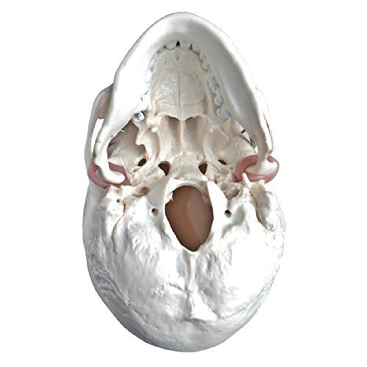 Wellden Medical Educational 3 Part Life Size Anatomical Human Skull PVC Model - VMInnovations