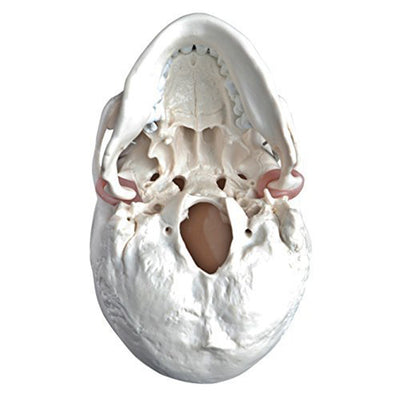 Wellden Medical Educational 3 Part Life Size Anatomical Human Skull PVC Model - VMInnovations