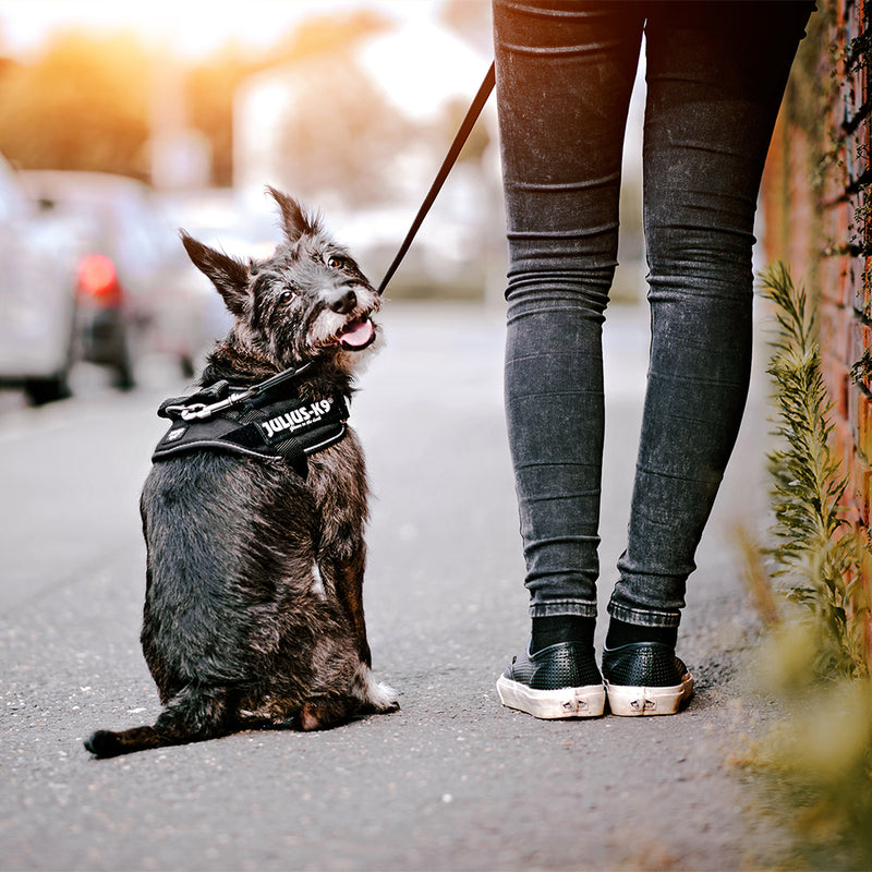 Julius-K9 IDC Powerharness Reflective Dog Walking Vest Harness for Medium Dogs