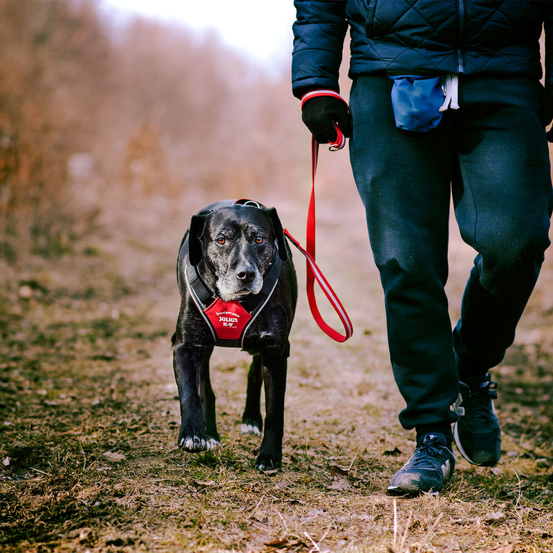 Julius-K9 IDC Longwalk Reflective Dog Walking Vest Harness for XL Sized Dogs