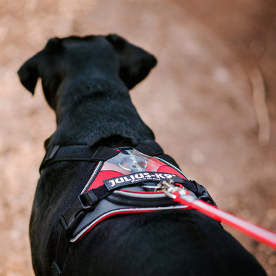 Julius-K9 IDC Longwalk Reflective Dog Walking Vest Harness for Medium Sized Dogs