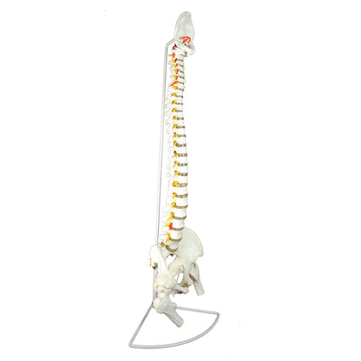Wellden Medical Educational Deluxe Life Size 36 Inch Human Spine Model w/ Stand