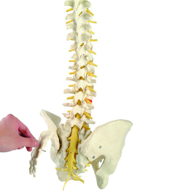 Wellden Medical Educational Deluxe Life Size 36 Inch Human Spine Model w/ Stand