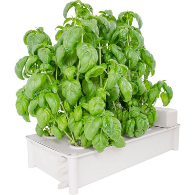Hydrofarm GCSB Salad Box Hydroponic Soil-Free Garden Greens Growing Kit (2 Pack)