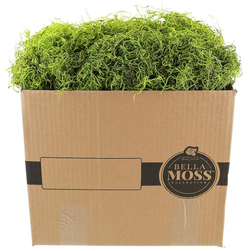 Syndicate Home Gardens Bella Moss Collection Preserved Spanish Moss, Green, Bulk