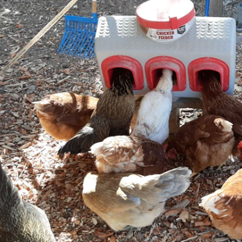 OverEZ Chicken Coop Indoor Outdoor 3 Chicken Feeder for Up to 50 Lbs (3 Pack)